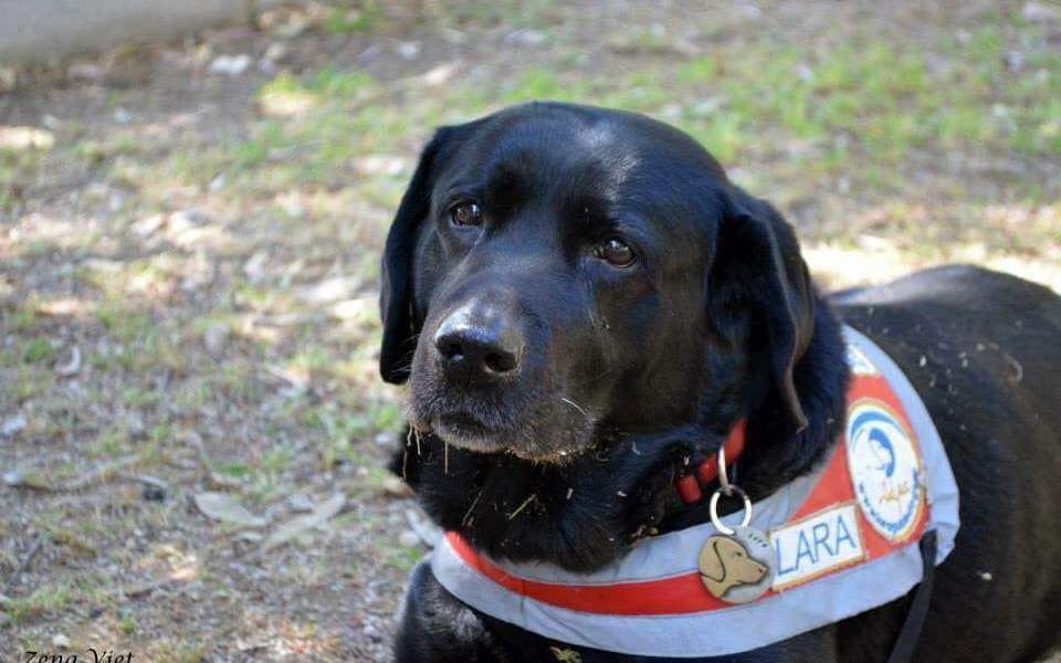 Yunanistan’ın ilk gören göz köpeği 16 yaşında öldü