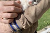 Cep telefonundan gelen kedi sesi, mahsur kalan yavru kediyi kurtarmaya yardımcı olur