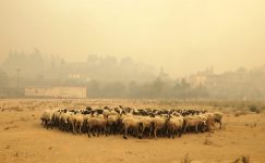 Yunanistan’da orman yangınları devam ederken turistler ve bölge sakinleri tekneyle tahliye edildi