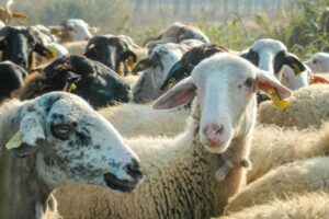 Bakan, koyun çiçeği hastalığı kontrol altına alınana kadar yeni sürülere yardım edilmeyeceğini söyledi