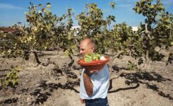 Giannis Nomikos: Santorini’nin gerçek DNA’sını koruyan çiftçi