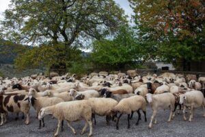 Çaresiz çiftçiler kaçak aşıya yöneliyor
