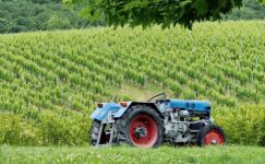 Yunan şarap üreticileri ‘çevre dostu’ olmaya çalışıyor