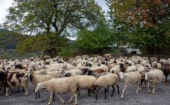 Kıbrıs’ta şap hastalığının ölü sayısı 30.000’i geçti