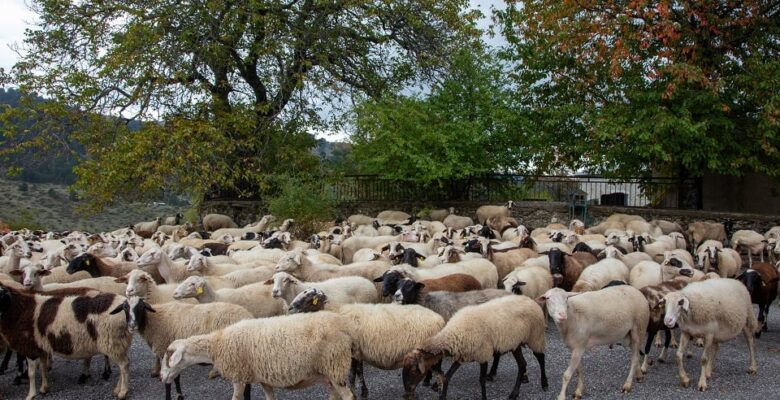 Kıbrıs’ta şap hastalığının ölü sayısı 30.000’i geçti