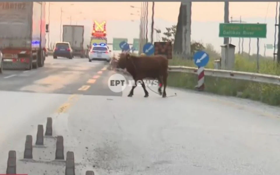 Selanik yakınlarındaki otoyolda kontrolden çıkan inek trafik kaosuna neden oldu