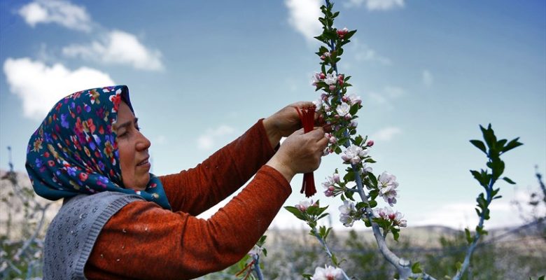 Denizli Büyükşehir her zaman üreticinin yanında