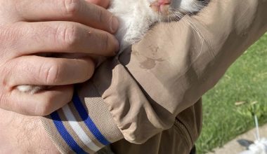 Cep telefonundan gelen kedi sesi, mahsur kalan yavru kediyi kurtarmaya yardımcı olur