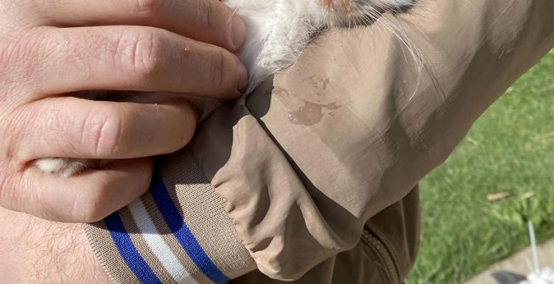 Cep telefonundan gelen kedi sesi, mahsur kalan yavru kediyi kurtarmaya yardımcı olur