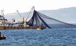 Uzmanlar, Marmara Denizi’nden yakalanan balıkların güvenle yenebileceğini söylüyor