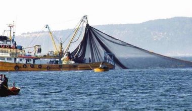 Uzmanlar, Marmara Denizi’nden yakalanan balıkların güvenle yenebileceğini söylüyor