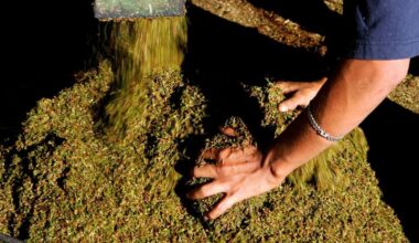 Büyük tütün, yaklaşan yasağa karşı koymak için rooibos çayına dönüşüyor