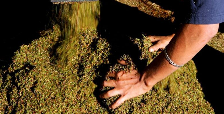 Büyük tütün, yaklaşan yasağa karşı koymak için rooibos çayına dönüşüyor