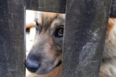Perama’da köpeği döven kişi tutuklandı
