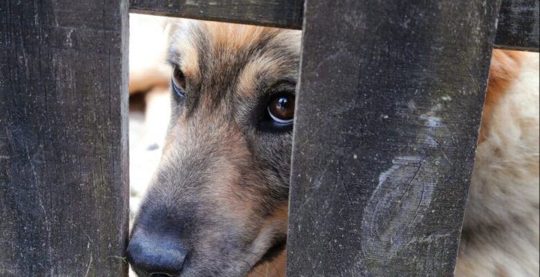 Perama’da köpeği döven kişi tutuklandı