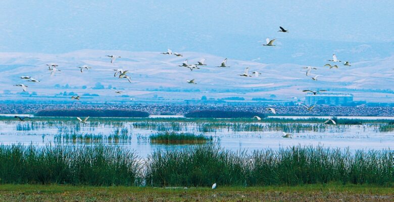 Ülkeler AB’nin doğa yasasını kurtarmak için geç teklifte bulundu