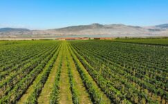 Yerli Yunan üzümleri en üst raflarda yer alma iddiasında