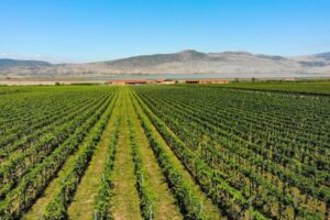 Yerli Yunan üzümleri en üst raflarda yer alma iddiasında