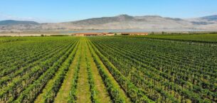 Yerli Yunan üzümleri en üst raflarda yer alma iddiasında Yerli Yunan üzümleri en üst raflarda yer alma iddiasında