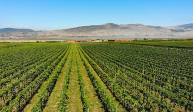 Yerli Yunan üzümleri en üst raflarda yer alma iddiasında