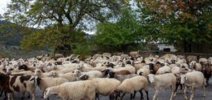 Çaresiz çiftçiler kaçak aşıya yöneliyor