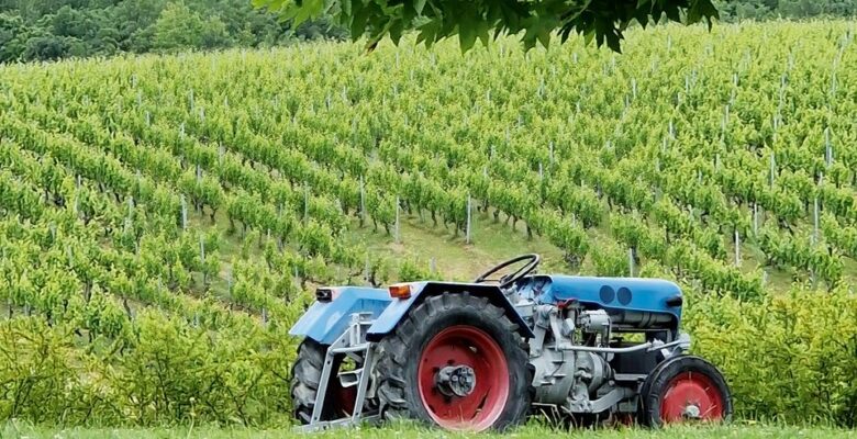 Yunan şarap üreticileri ‘çevre dostu’ olmaya çalışıyor