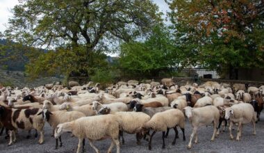 Kıbrıs’ta şap hastalığının ölü sayısı 30.000’i geçti