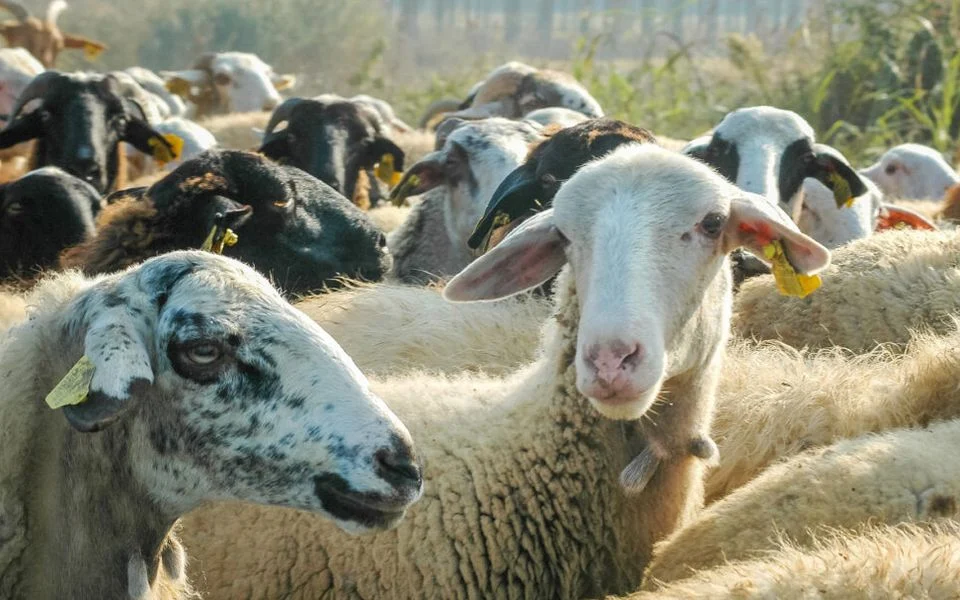 Midilli adasında yeni şap hastalığı vakaları görüldü, toplam vaka sayısı 17’ye yükseldi